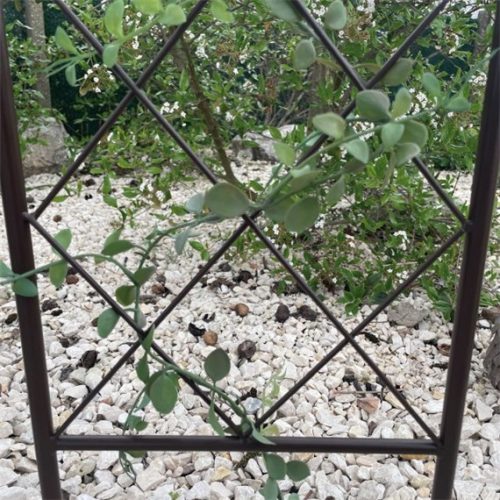 spalier metalic plante